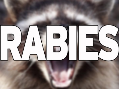 Now Habersham rabies