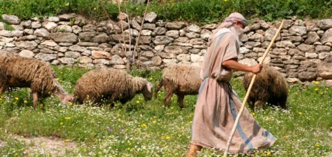 shepherd-leads-sheep