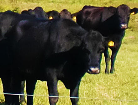 Now Habersham cattle theft