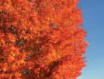 Forest Service Says Fall Colors To Be Spectacular