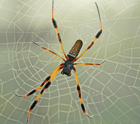 banana-spider-and-web