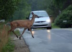 New Map Spotlights Deer Dangers in GA