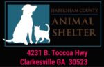 Habersham Animal “Shelter Kids” Seeking Homes