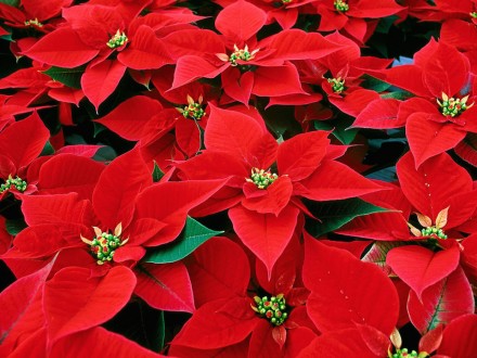 poinsettia_1024x1024