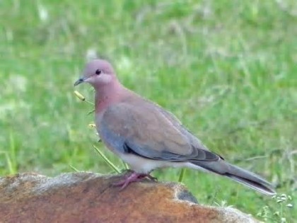 backyard dove