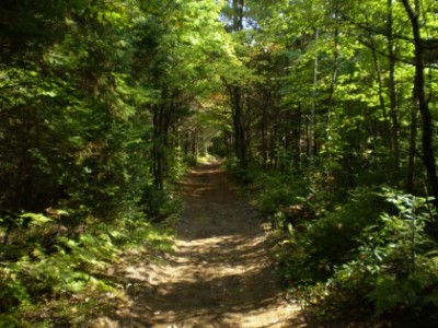 trail-in-the-woods