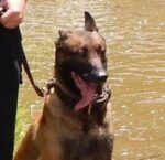 K9 Falco to be Laid to Rest