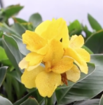 NGTC Spring Plant Sale Dates Announced