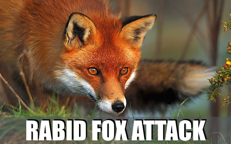 RABID FOX ATTACK 760.002