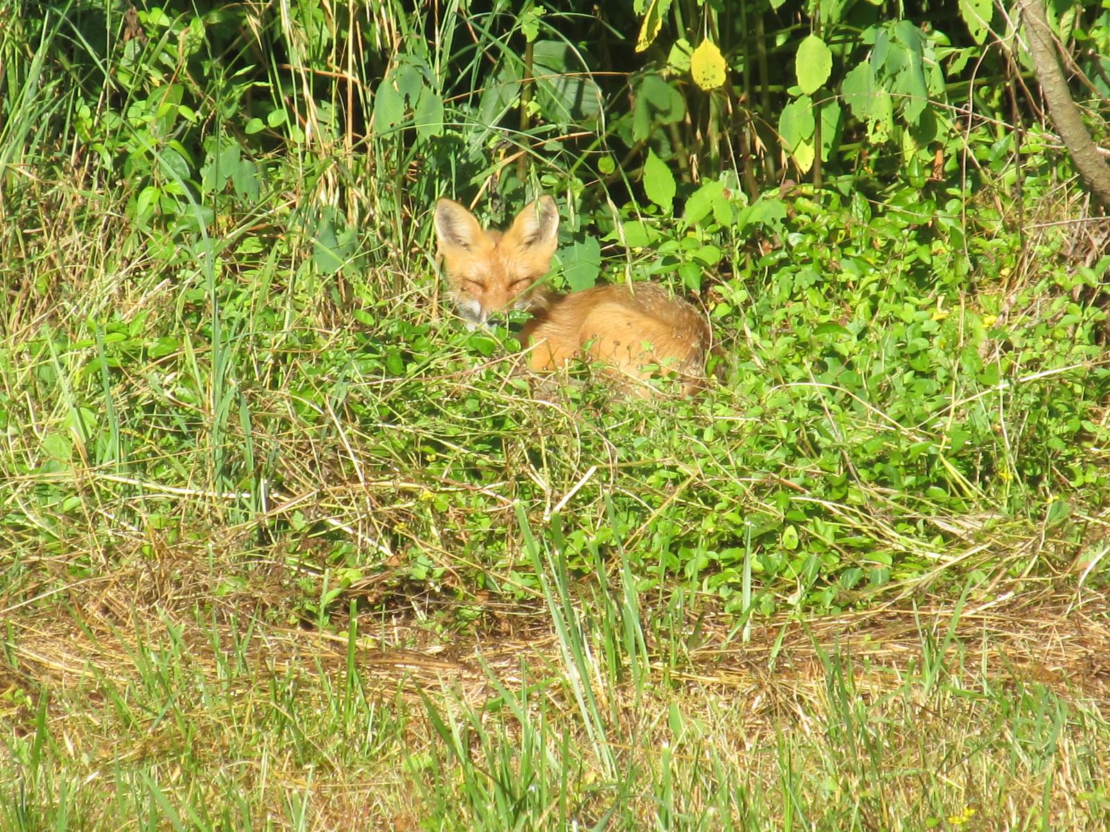 Rabid Fox located off Mobley Road