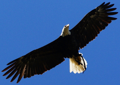 eagle-wings