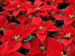 North Georgia Technical College hosts poinsettia sale