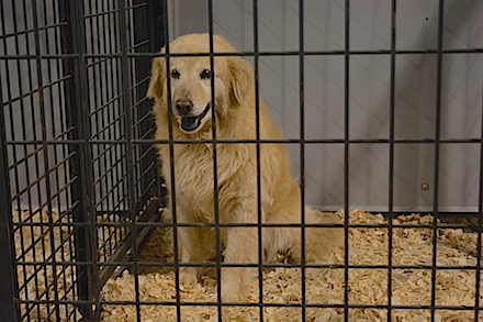 Animals seized temp shelter 7 copy