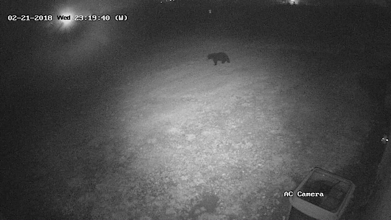 bear sighting Lipsitz