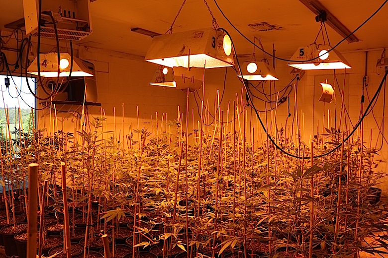 Franklin County marijuana grow operation