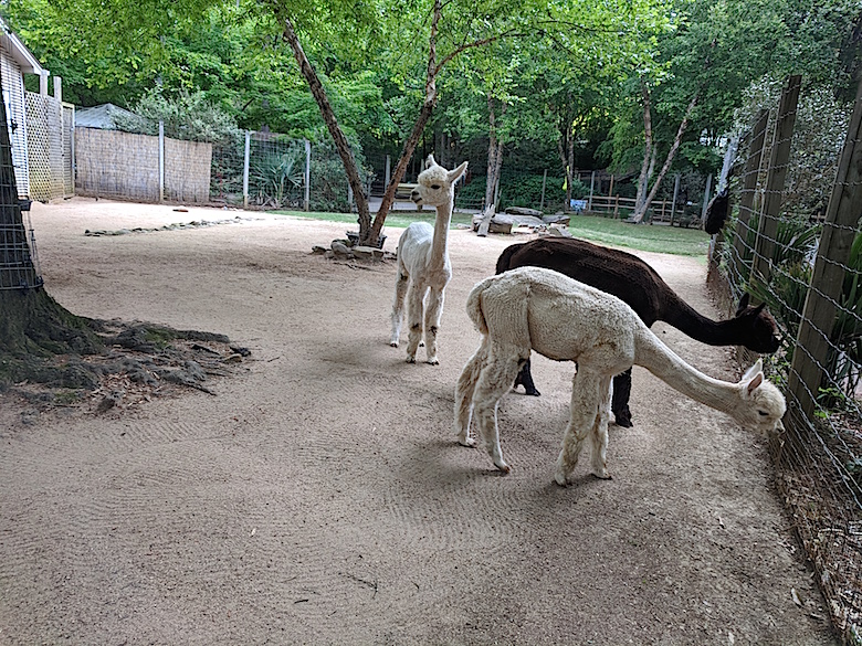 Apple Mountain alpacas at Zoo Atlanta 1