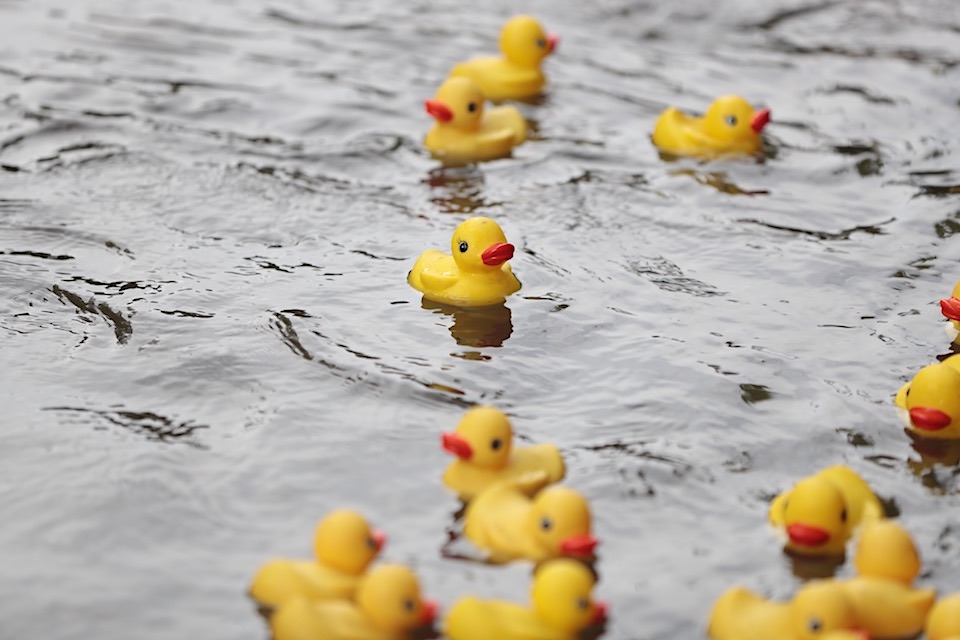 VFL Duck Race 2018 2