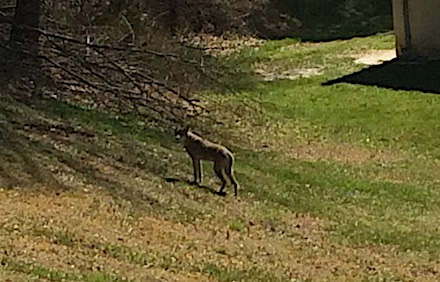 Wiley Clarkesville coyote