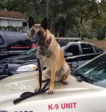 HCSO K9 1