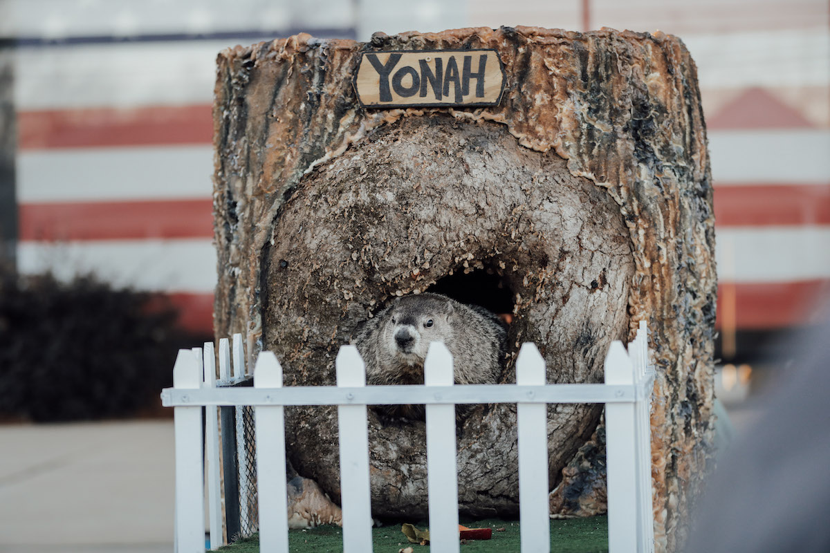 Yonah the Groundhog2