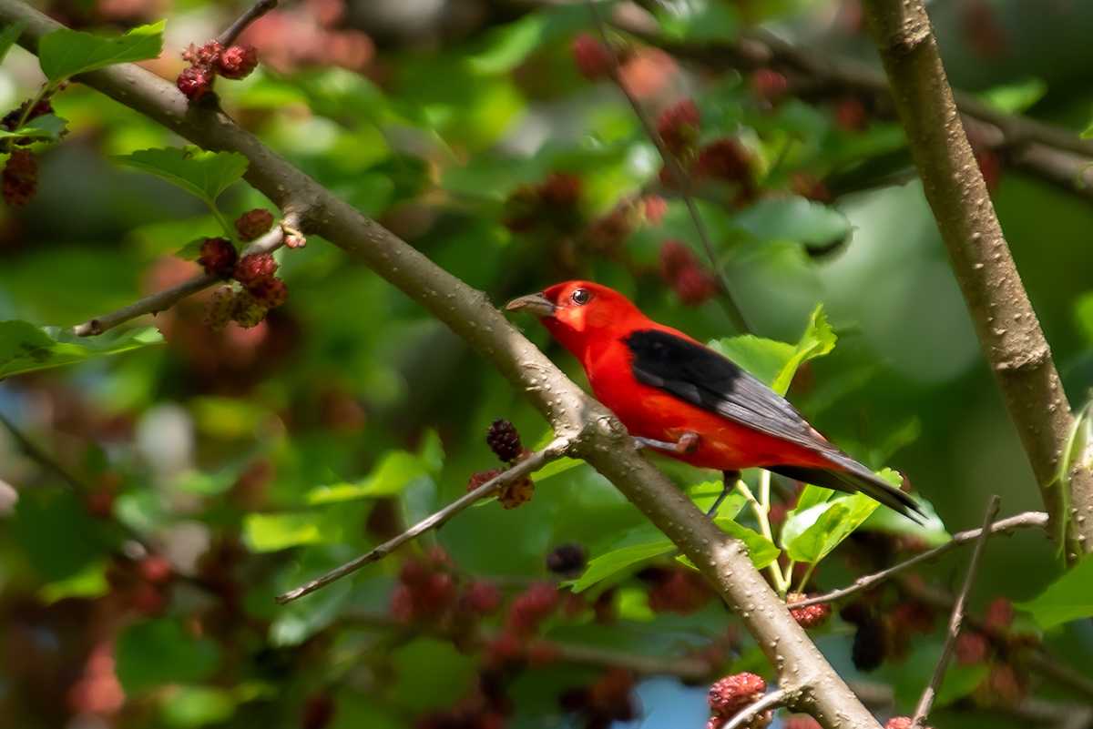 Scarlet Tanager