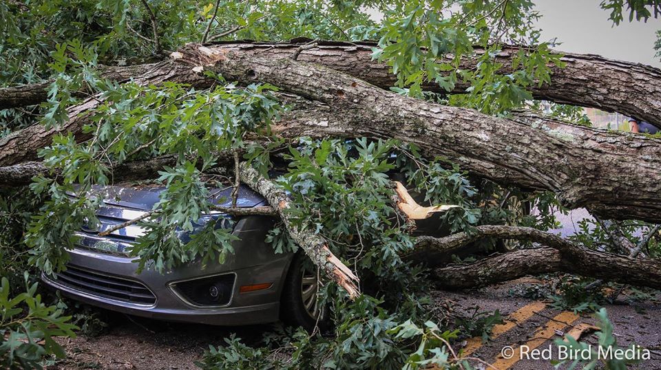 tree falls on car on Dick's Hill Parkway