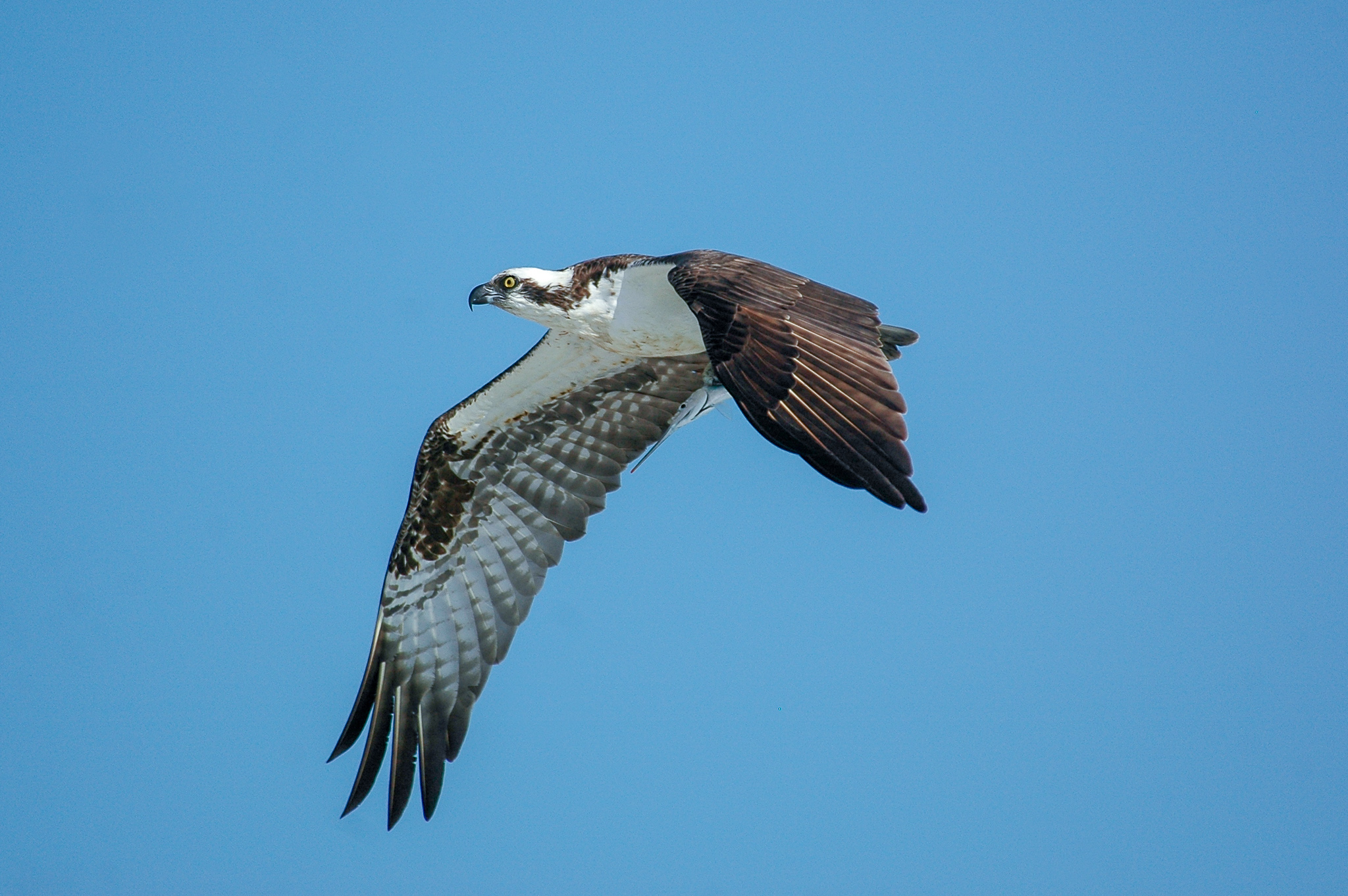 Osprey in flight