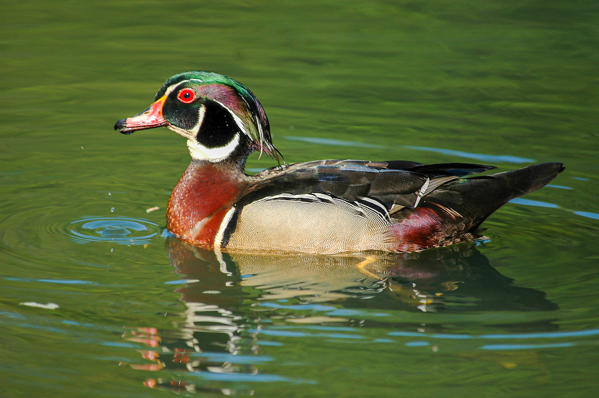 3-Wood Duck.Tucker copy