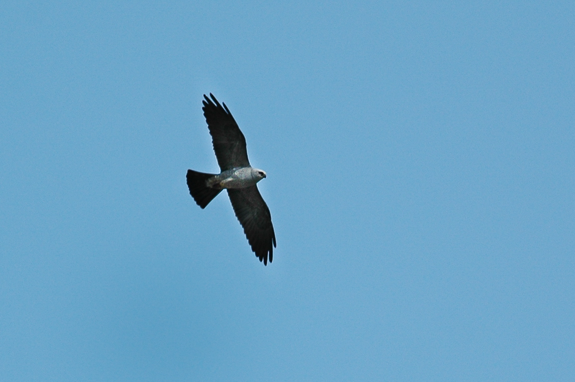 Mississippi Kite