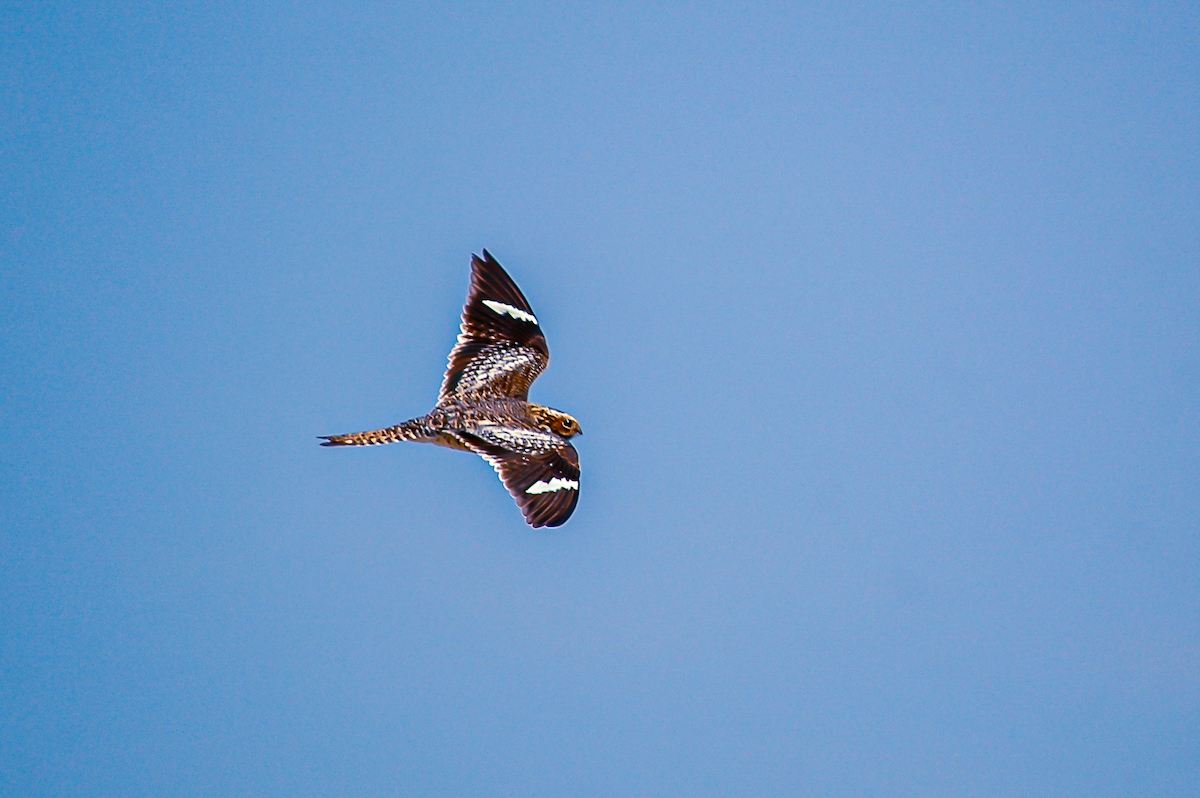 Common Nighthawk in flight