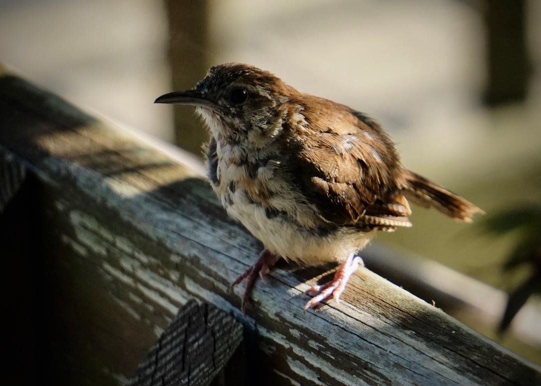 Fledgling Carolina Wren