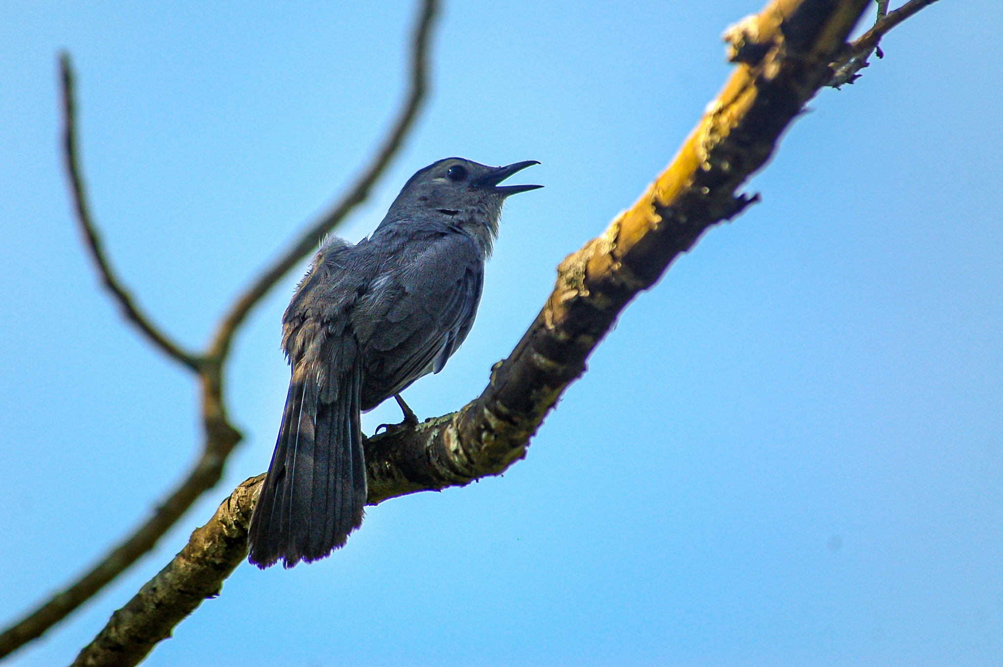 Gray Catbird