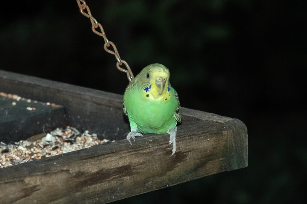 Feed the birds!