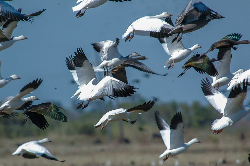 Birds in Flight