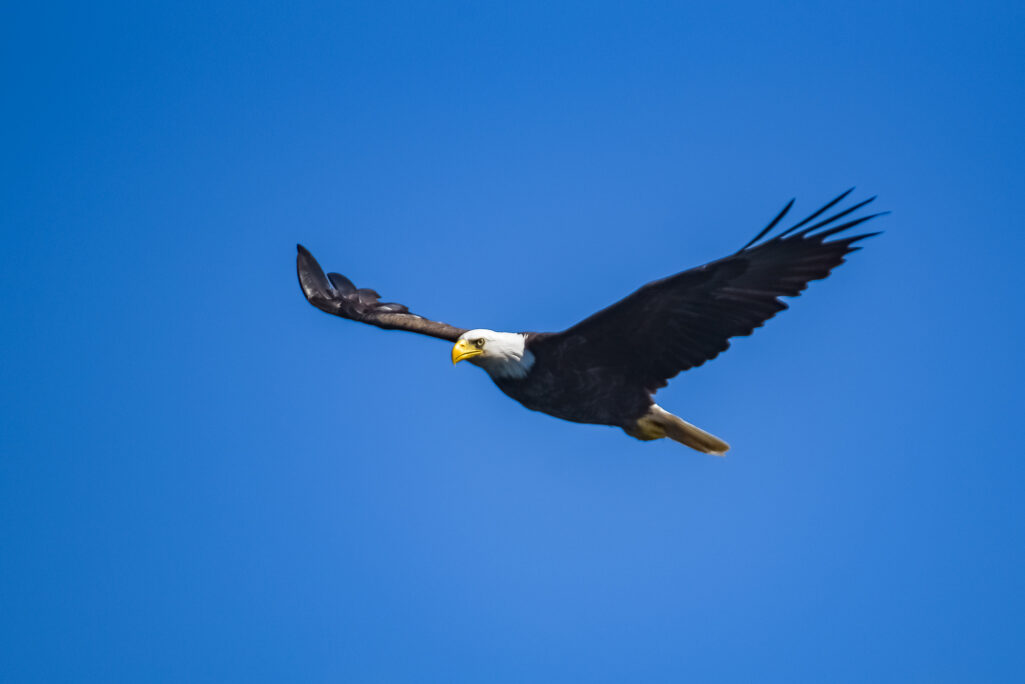 On the wings of eagles