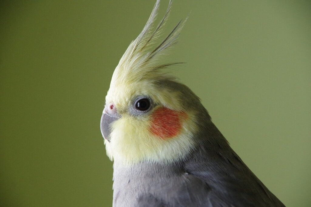 Celebrating the birds of 2020