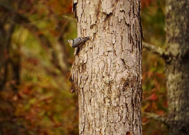 White-breasted Nuthatch