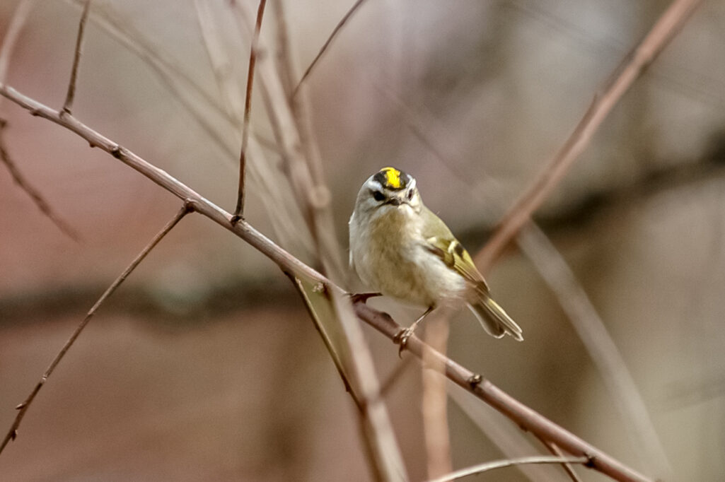 The color of birds