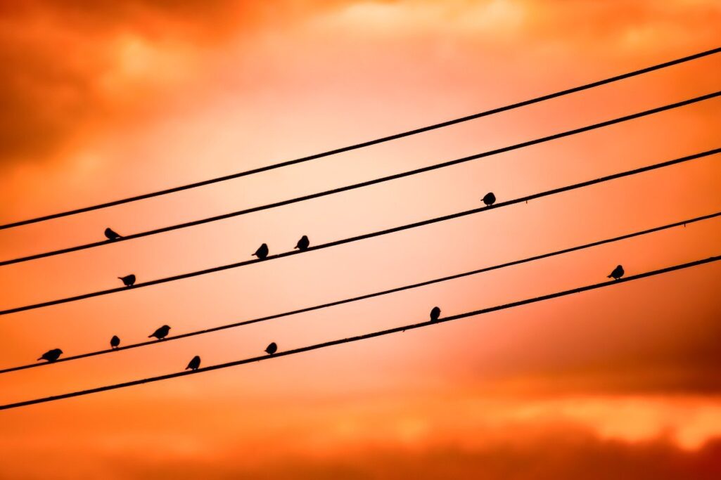 Birds on a wire