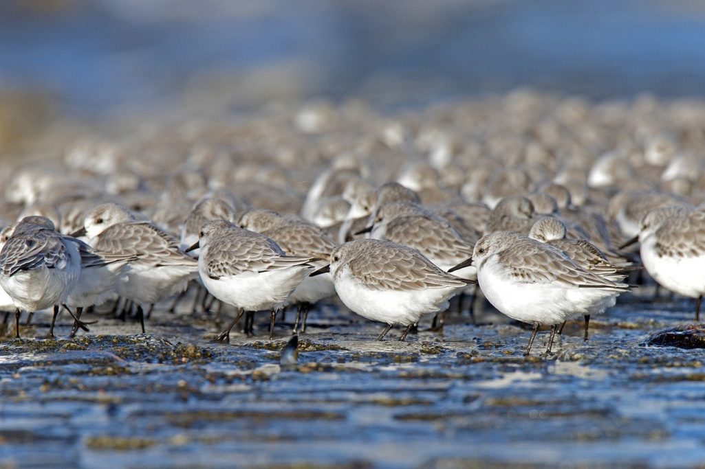 Following the flock