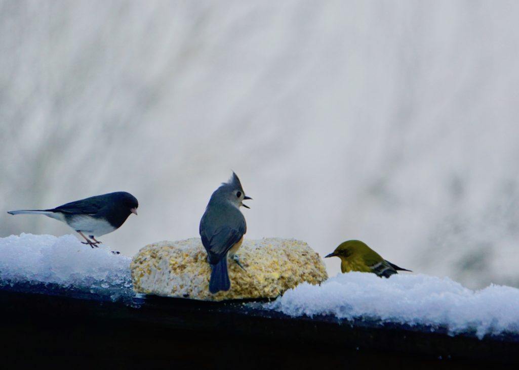 Pecking order