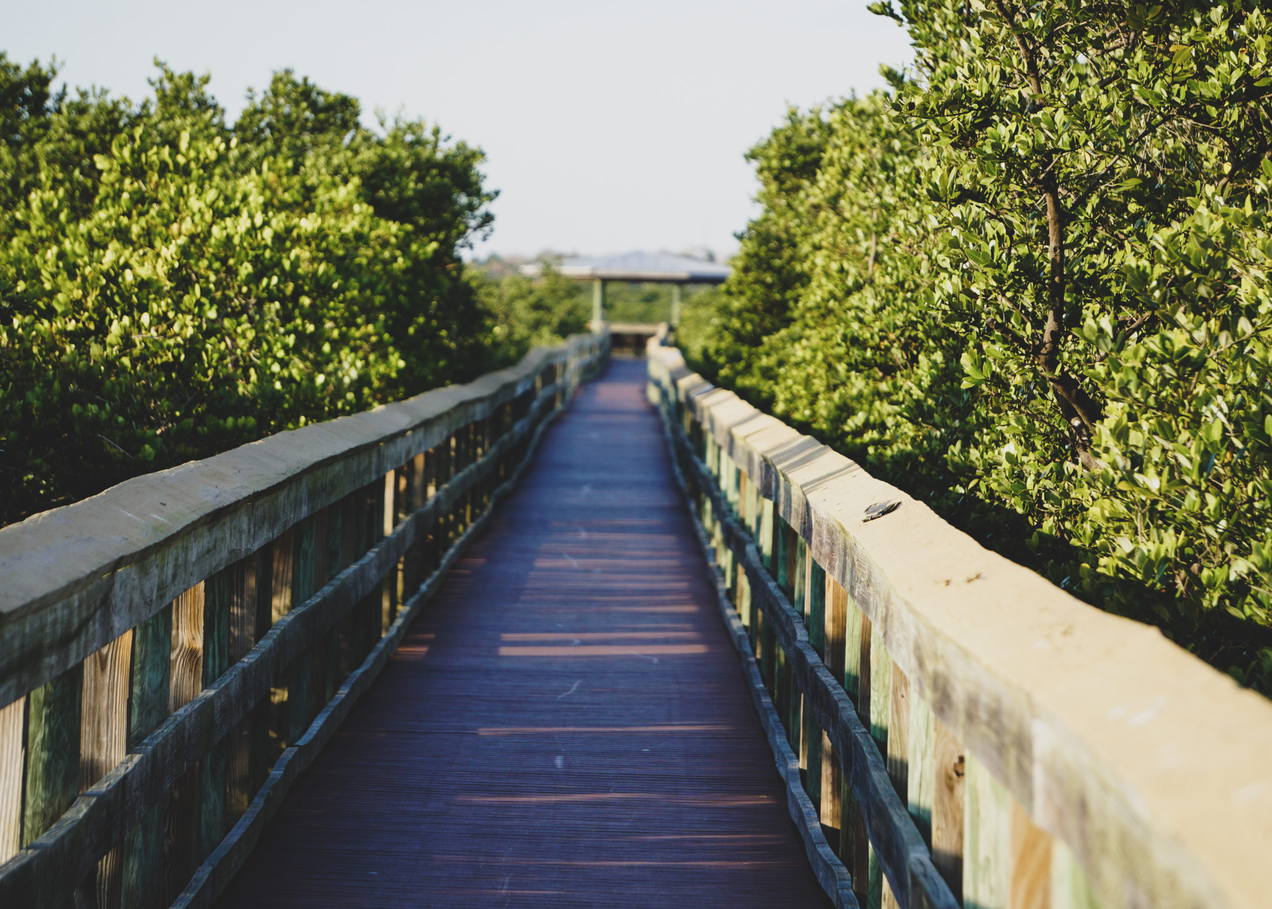 boardwalk to inlet (Margie Williamson)