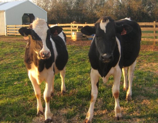 Cows at Mountain Fresh Creamery (1)