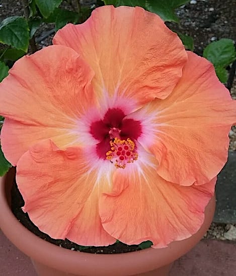 Julie-London-winning-hibiscus
