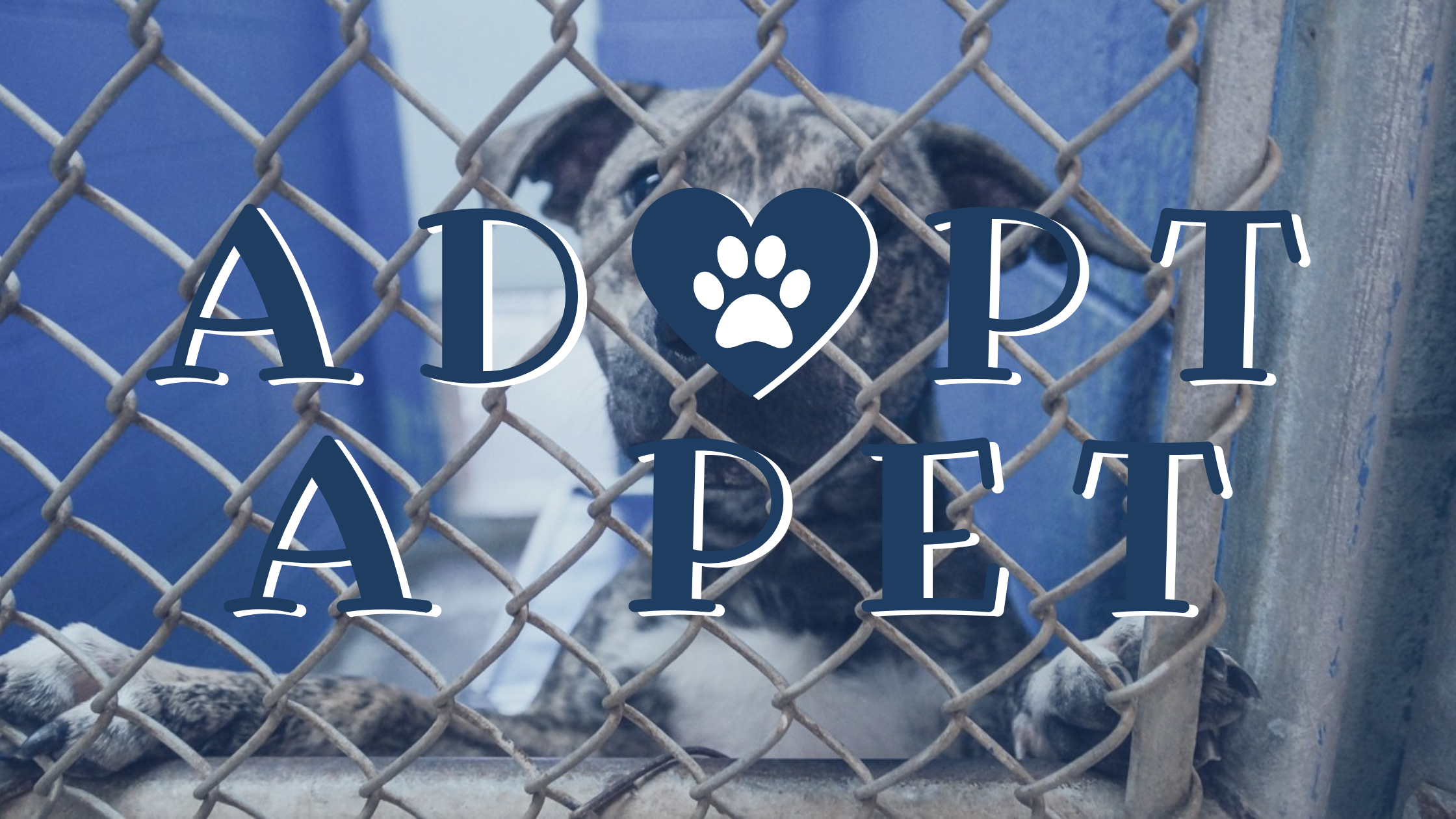 ADOPT-A-PET (6)