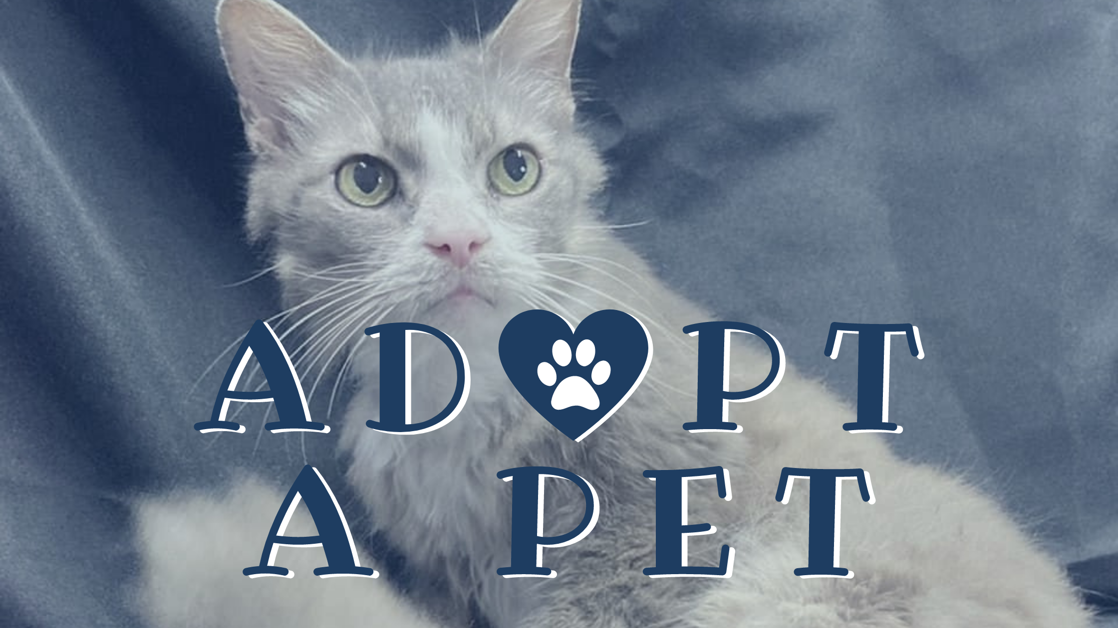 Adopt-A-Pet: Alpha Dog and Hazel