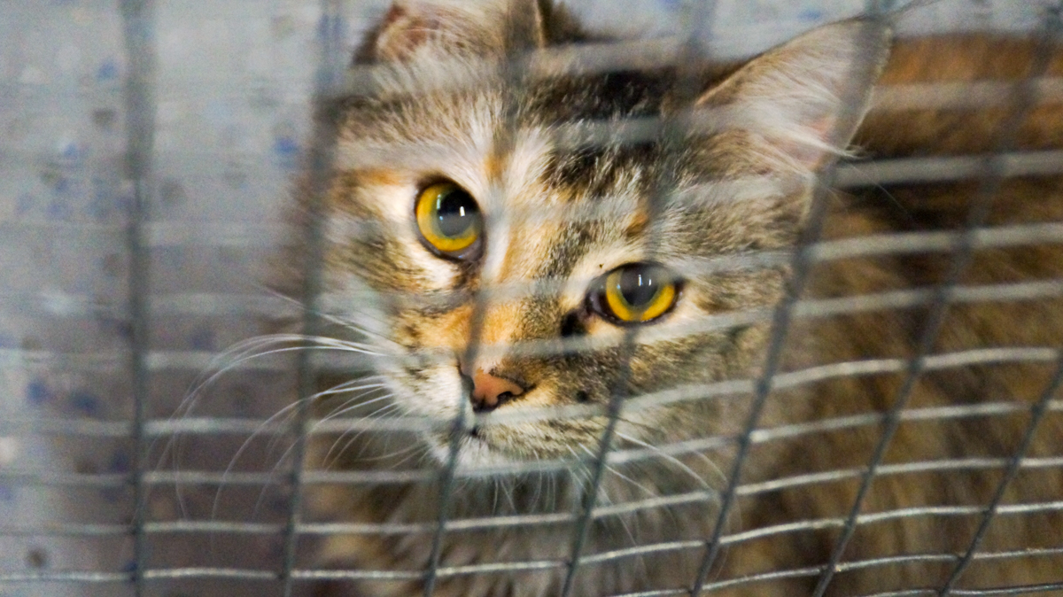 Nancy Drew Habersham Animal Shelter