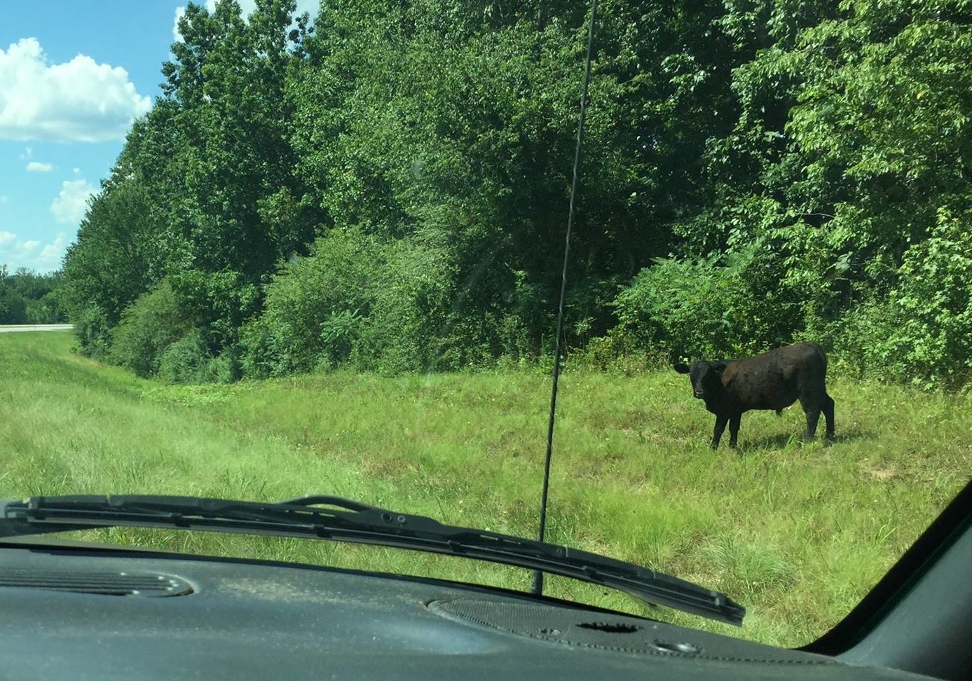 Cow in the road