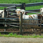 Federal disaster assistance available to Northeast Georgia livestock producers