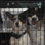 Free community pet clinic set for owners in need of financial assistance